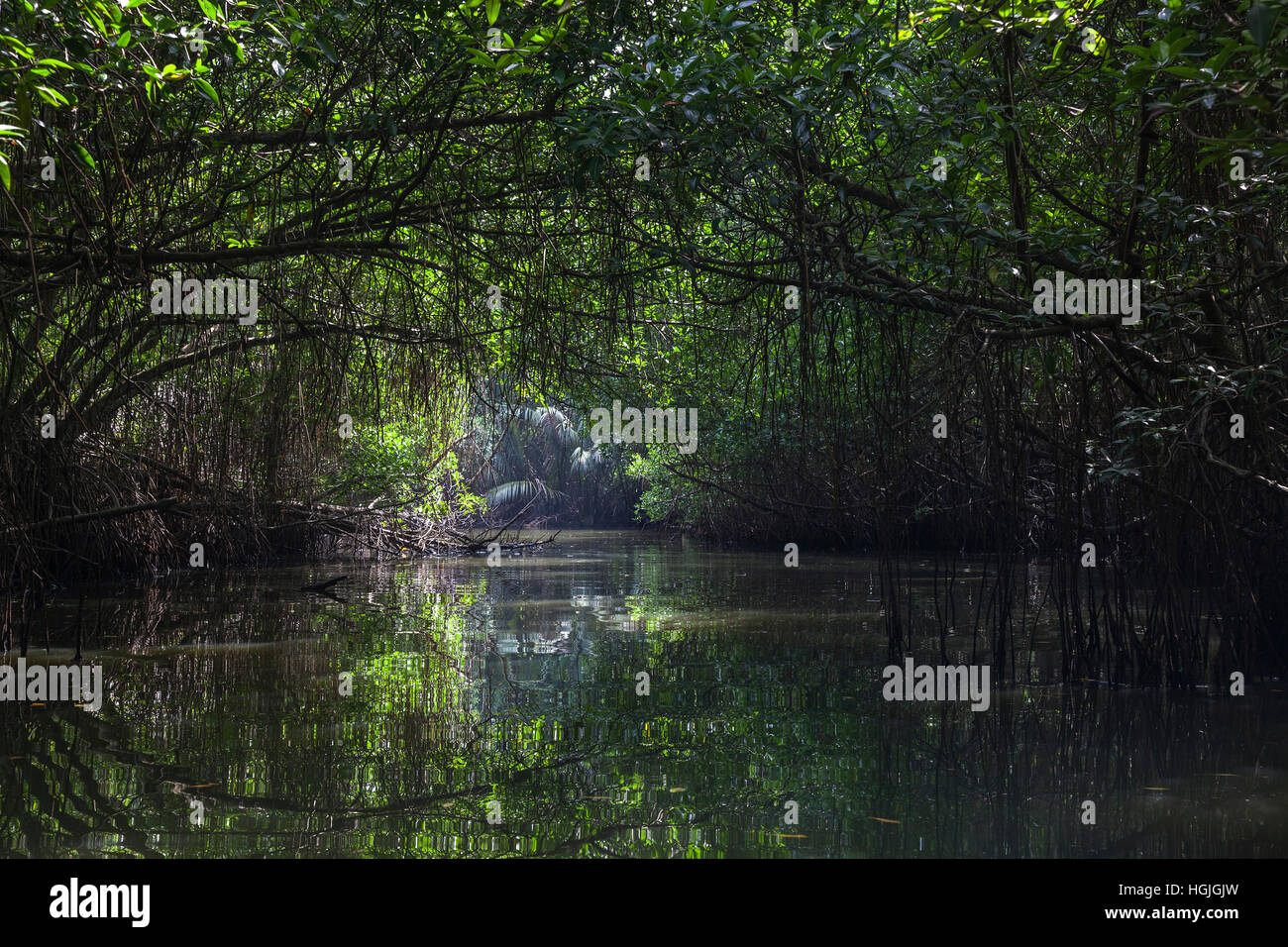 Mangrovenwald, Filiale von Bentota Ganga Fluß, Bentota, Western Province, Sri Lanka Stockfoto
