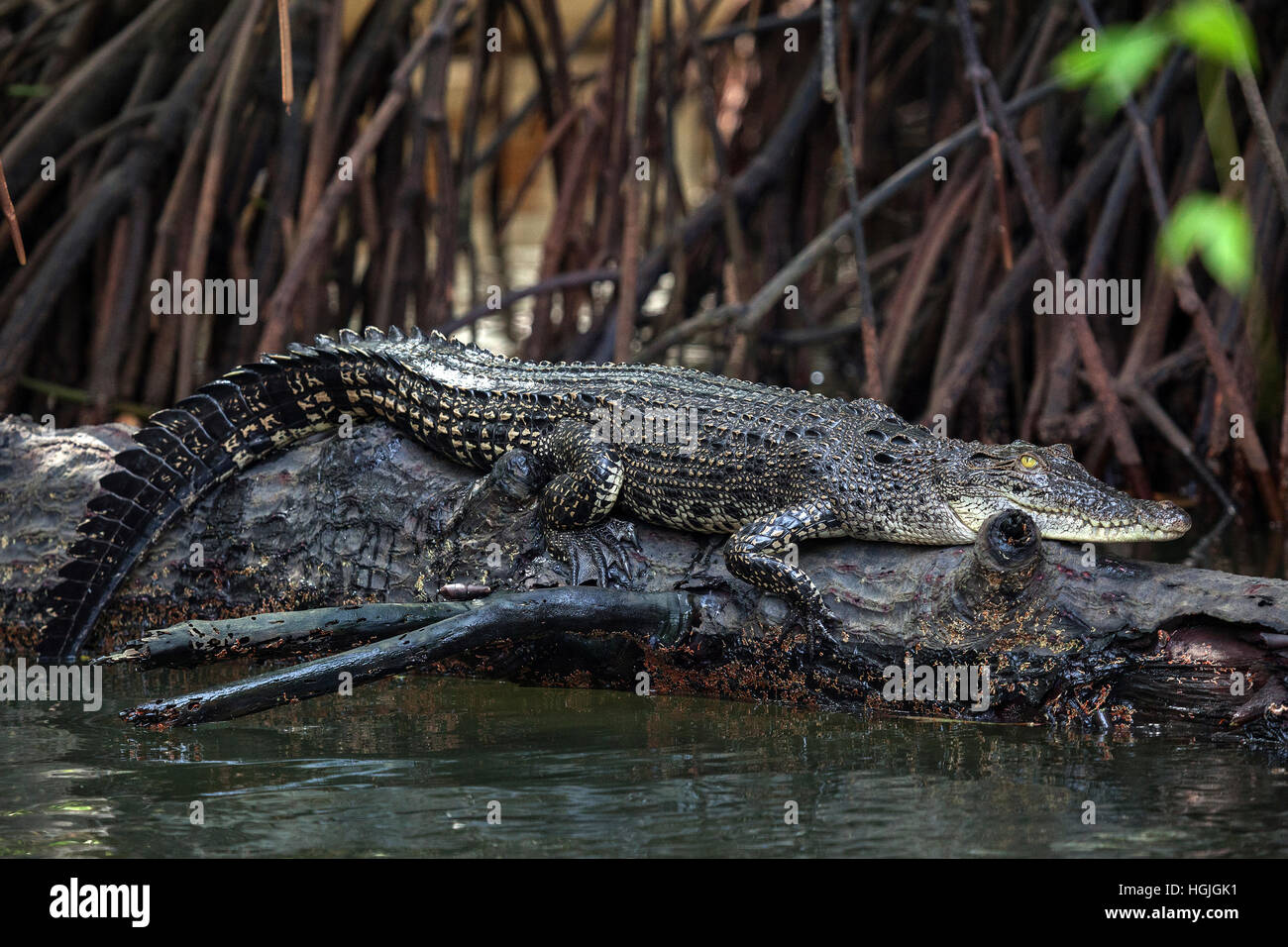 Salzwasser-Krokodil (Crocodylus Porosus) liegen am Baumstamm im Mangrovenwald, Nebenfluss, Bentota Ganga, Bentota Stockfoto