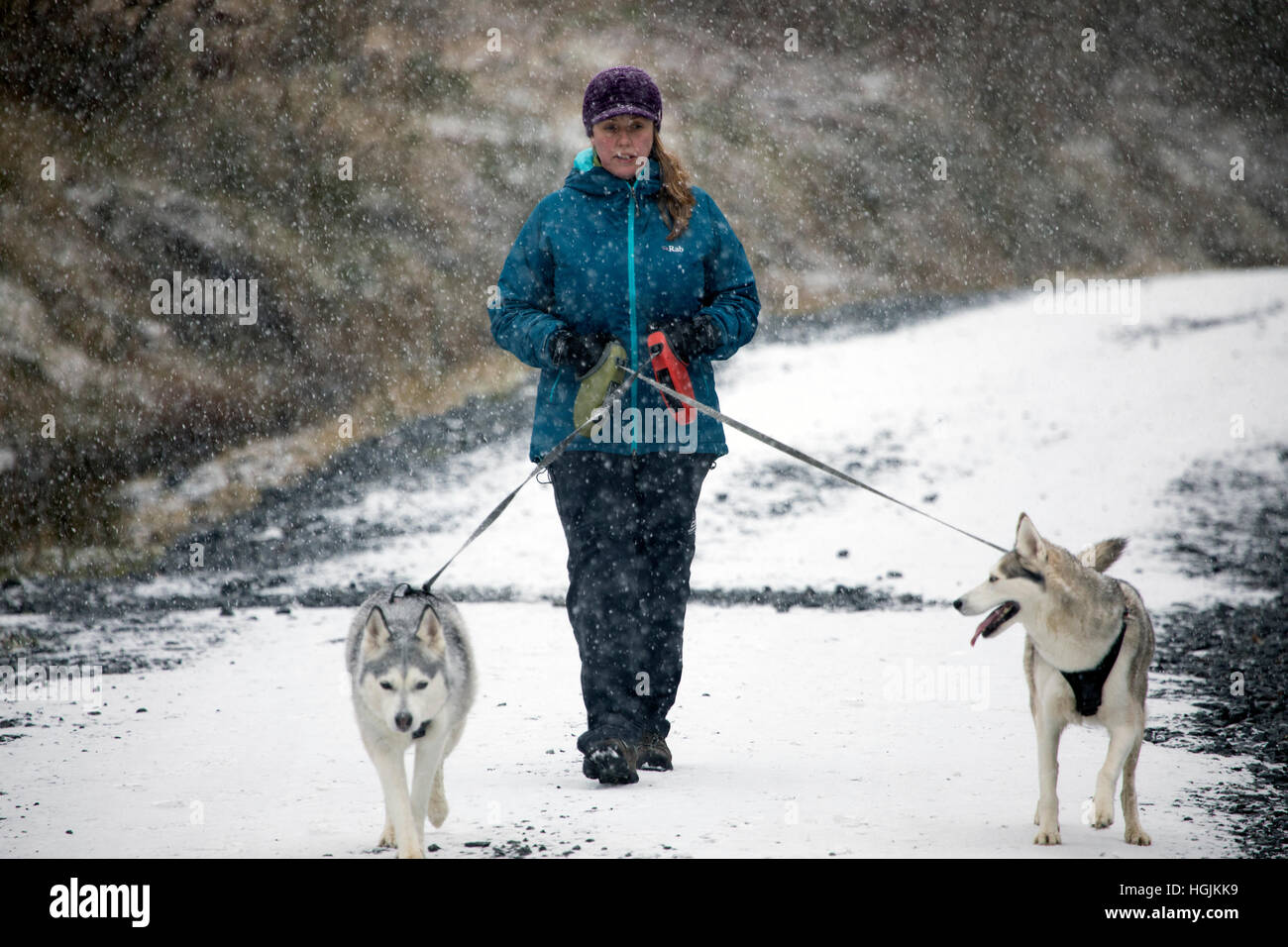 Wales, UK 22. Januar 2017, kalte Temperaturen und Schneeschauer über Teile von Wales heute. Eine Gehhilfe mit zwei Huskies genießen die Bedingungen rund um Alwen Stausee in Conwy Grafschaft © DGDImages/Alamy Live News Stockfoto