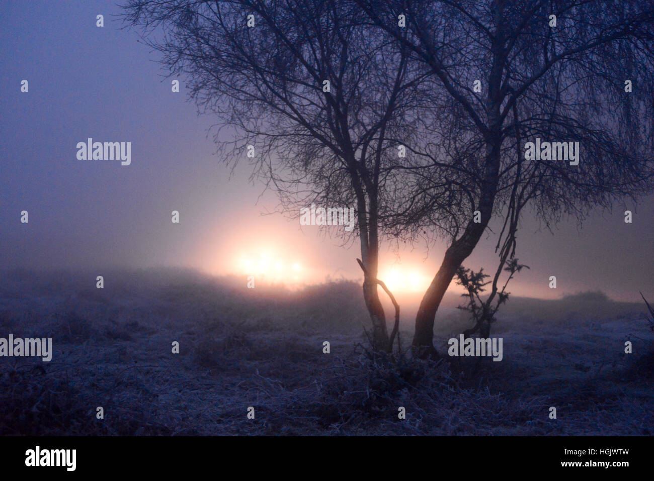 Autoscheinwerfer leuchten durch Bäume in dichtem eisigen Nebel auf Ein Wintermorgen mit gefährlichen Fahrbedingungen Stockfoto