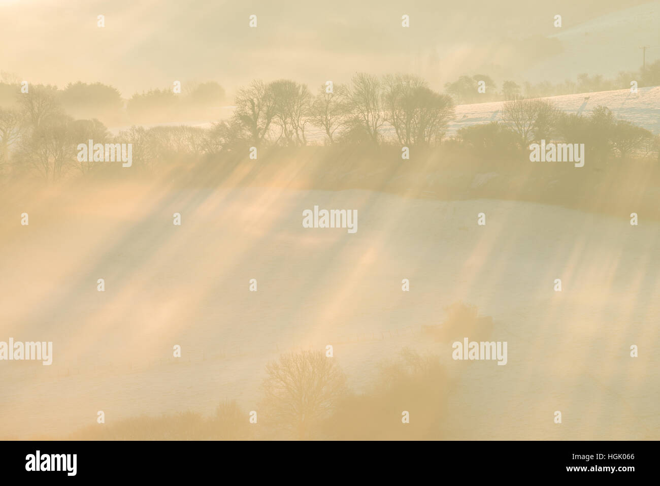Nebligen Sonnenaufgang am Colmers Hill, in der Nähe von Bridport, Dorset, UK. 23. Januar 2017. Eine neblige farbenfrohen Winter Sonnenaufgang Colmers Hügel mit Blick in Richtung Bridport. © Dan Tucker/Alamy Live-Nachrichten Stockfoto
