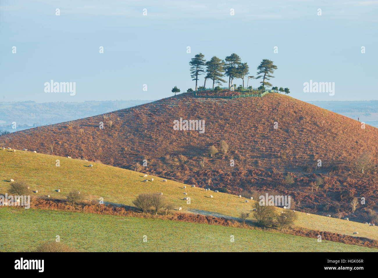 Nebligen Sonnenaufgang am Colmers Hill, in der Nähe von Bridport, Dorset, UK. 23. Januar 2017. Ein nebliger farbenfrohen Winter Sonnenaufgang Colmers Hill. © Dan Tucker/Alamy Live-Nachrichten Stockfoto