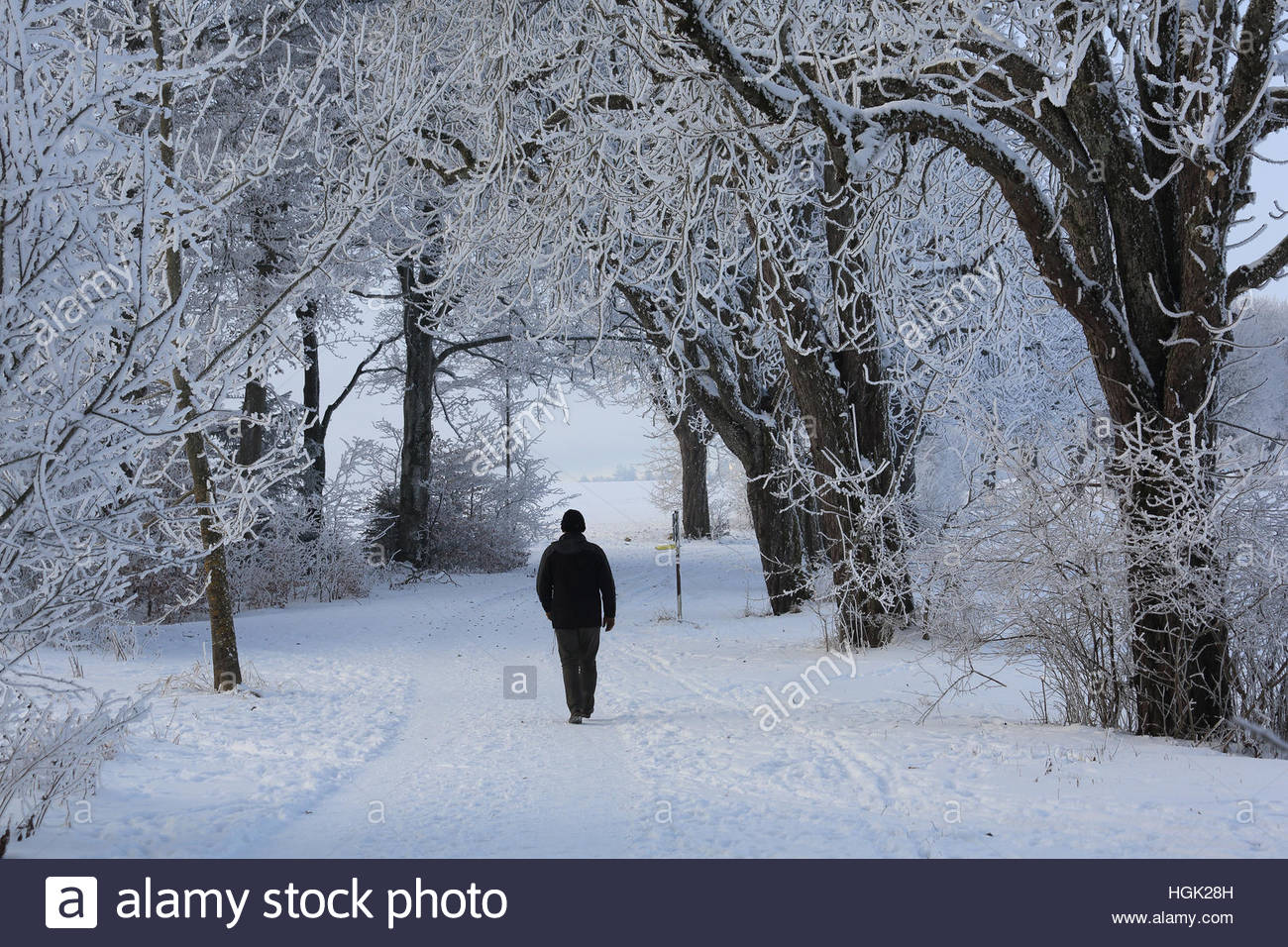 Icking, Bayern. 23. Januar 2017. Ein Mann geht durch Wald in der Nähe von Icking in Bayern, da die Temperaturen sehr kalt im ganzen Staat bleiben. Bildnachweis: Reallifephotos/Alamy Live-Nachrichten Stockfoto