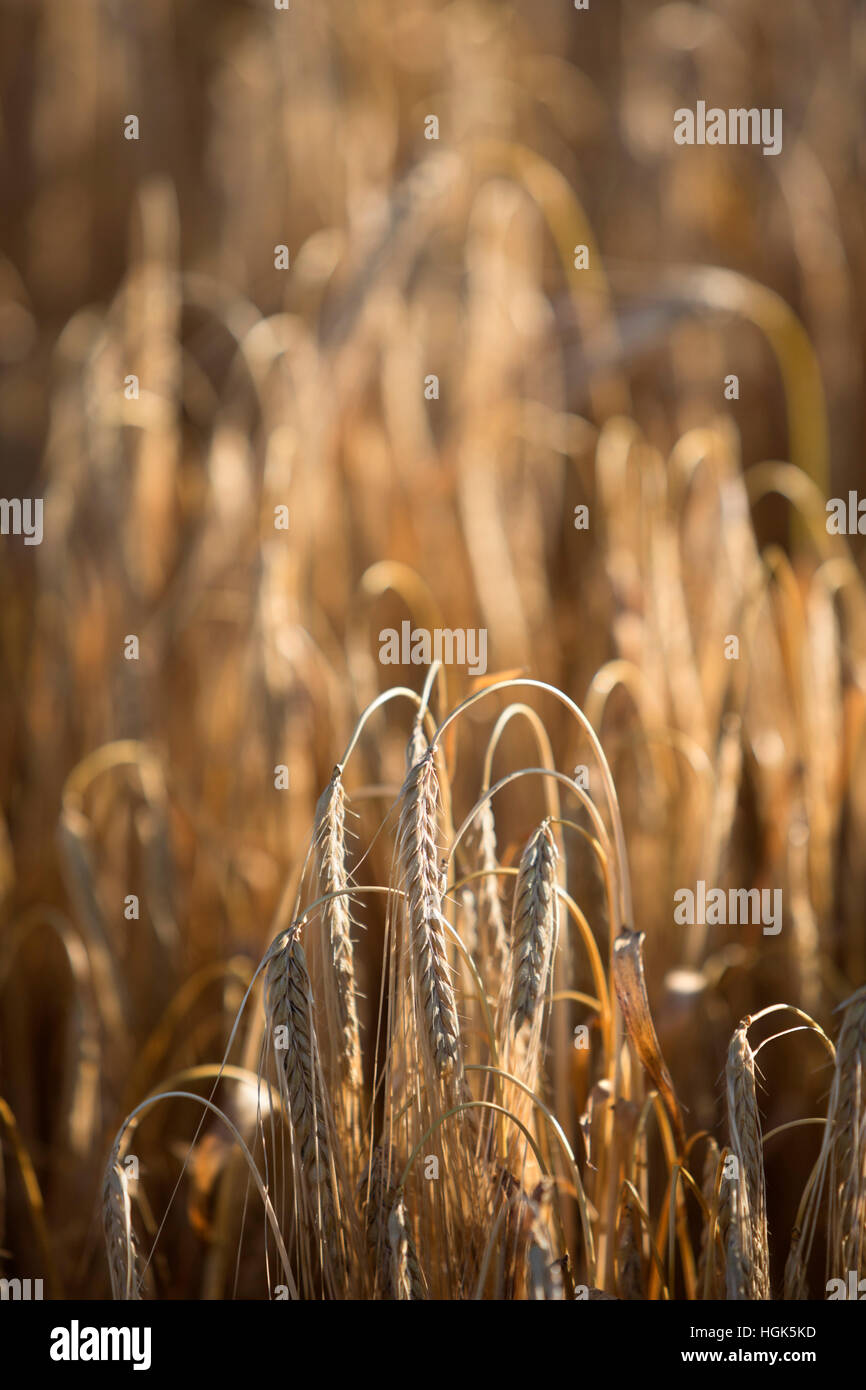 Golden gefärbt Reife Gerste, in der Nähe von Chipping Campden, Cotswolds, Gloucestershire, England, Vereinigtes Königreich, Europa Stockfoto