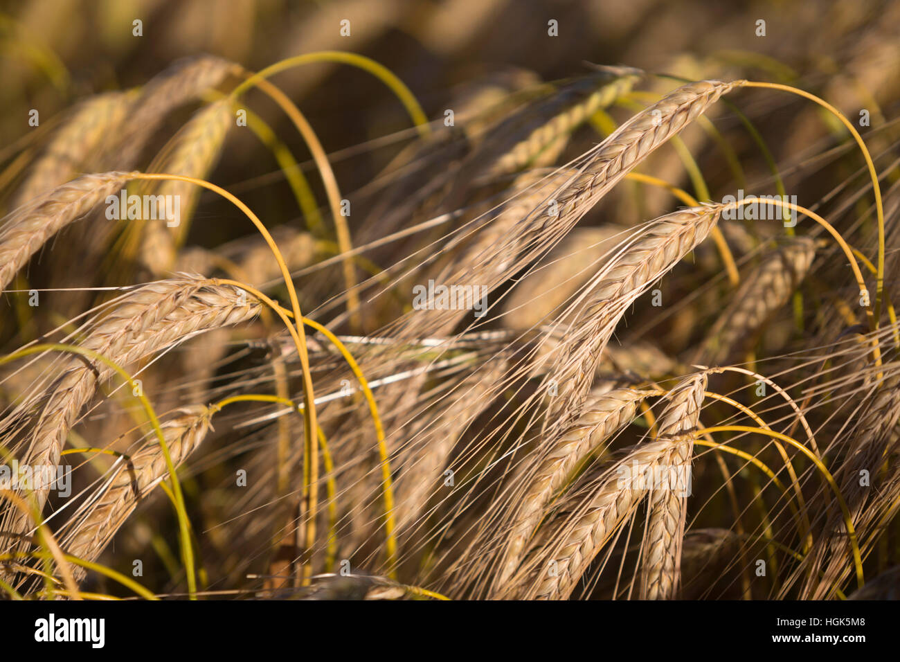 Golden gefärbt Reife Gerste, in der Nähe von Chipping Campden, Cotswolds, Gloucestershire, England, Vereinigtes Königreich, Europa Stockfoto