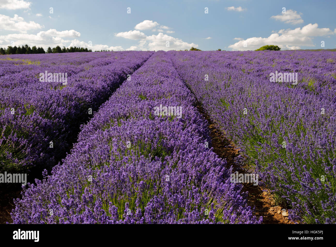 Cotswold Lavendel, Snowshill, Cotswolds, Gloucestershire, England, Vereinigtes Königreich, Europa Stockfoto