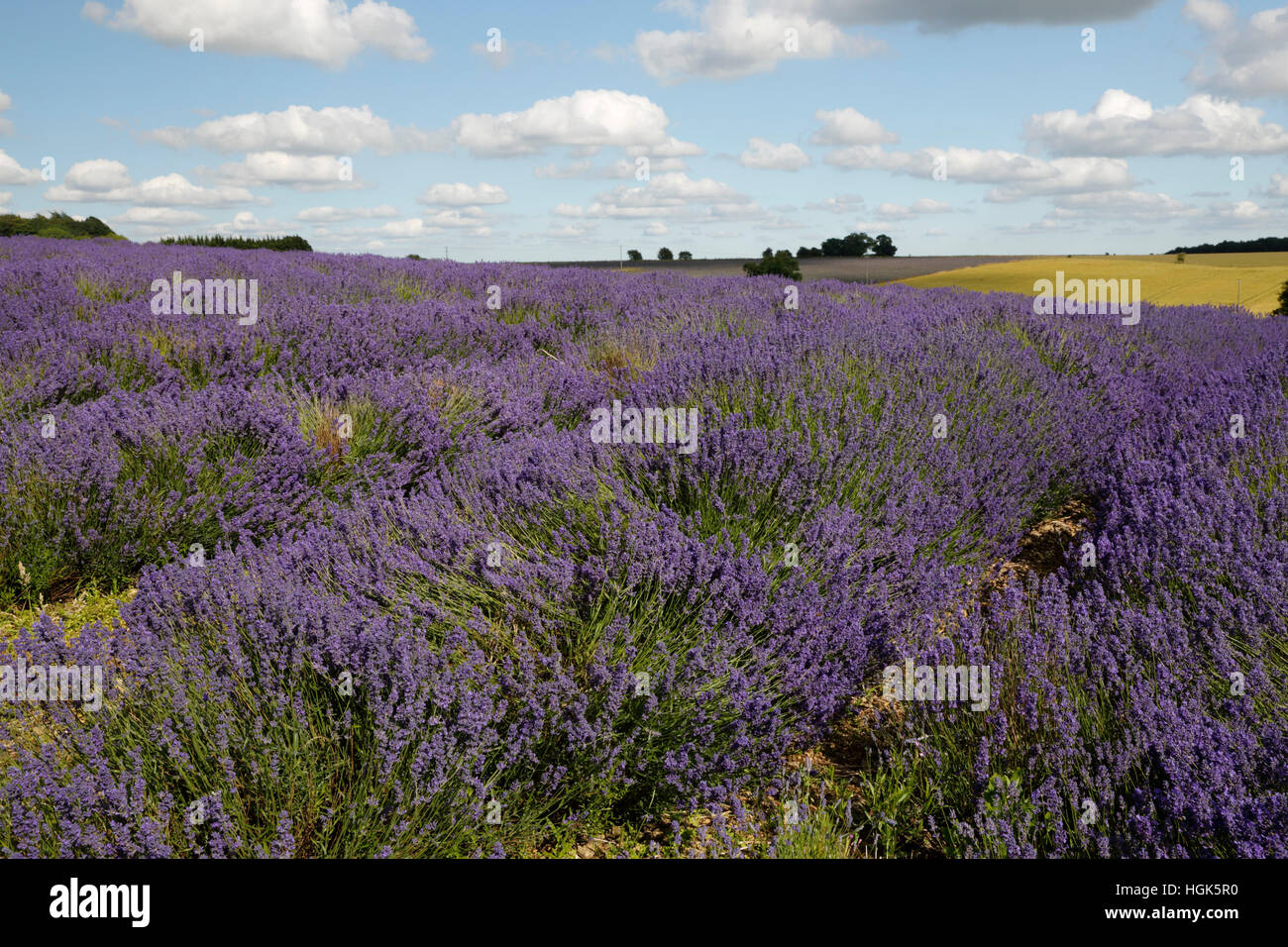 Cotswold Lavendel, Snowshill, Cotswolds, Gloucestershire, England, Vereinigtes Königreich, Europa Stockfoto