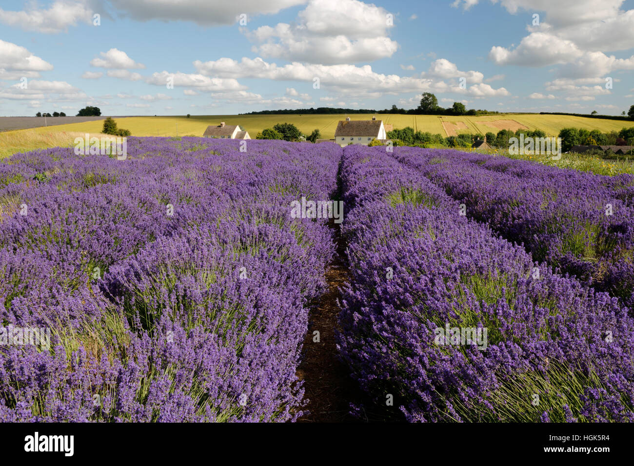 Cotswold Lavendel, Snowshill, Cotswolds, Gloucestershire, England, Vereinigtes Königreich, Europa Stockfoto