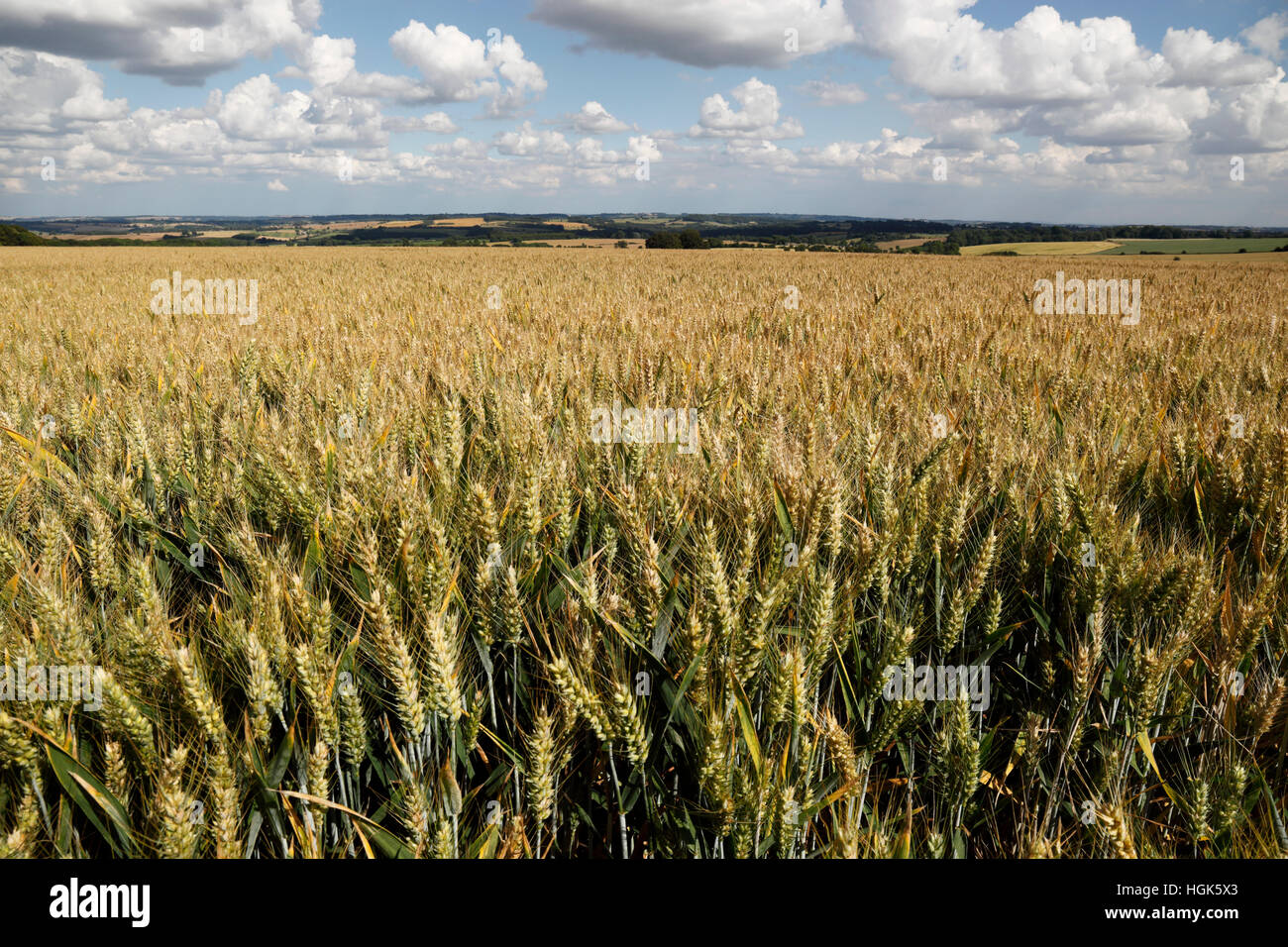 Triticale (Mischung aus Weizen und Roggen) Reifen im Feld, Gloucestershire, England, Vereinigtes Königreich, Europa Stockfoto