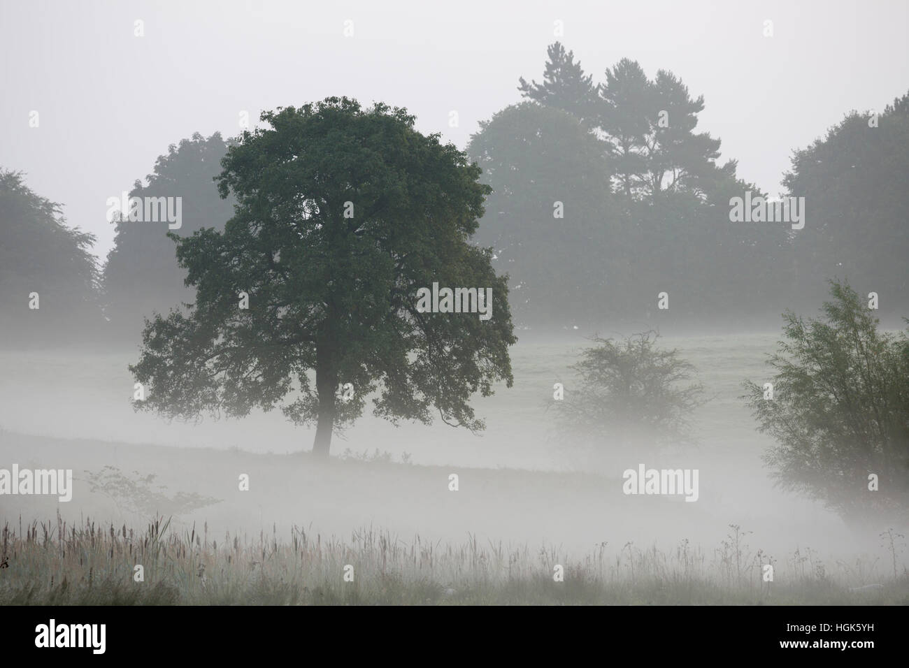 Bäume im Nebel, Chipping Campden, Cotswolds, Gloucestershire, England, Vereinigtes Königreich, Europa Stockfoto