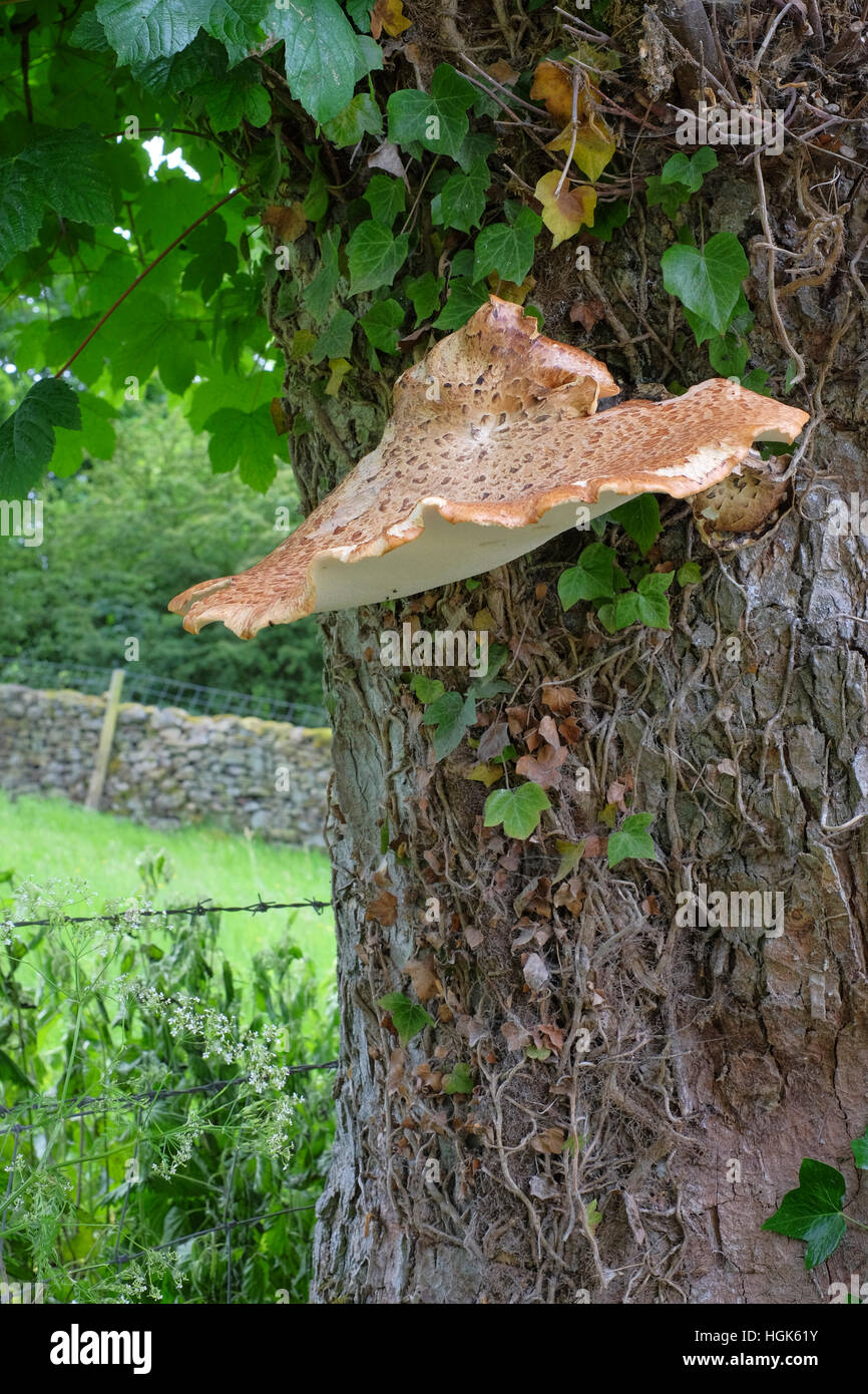 Die Dryade Sattel Halterung Pilze (Polyporus Cerioporus) wachsen am Stamm eines Baumes Bergahorn (Acer Pseudoplatanus) Stockfoto