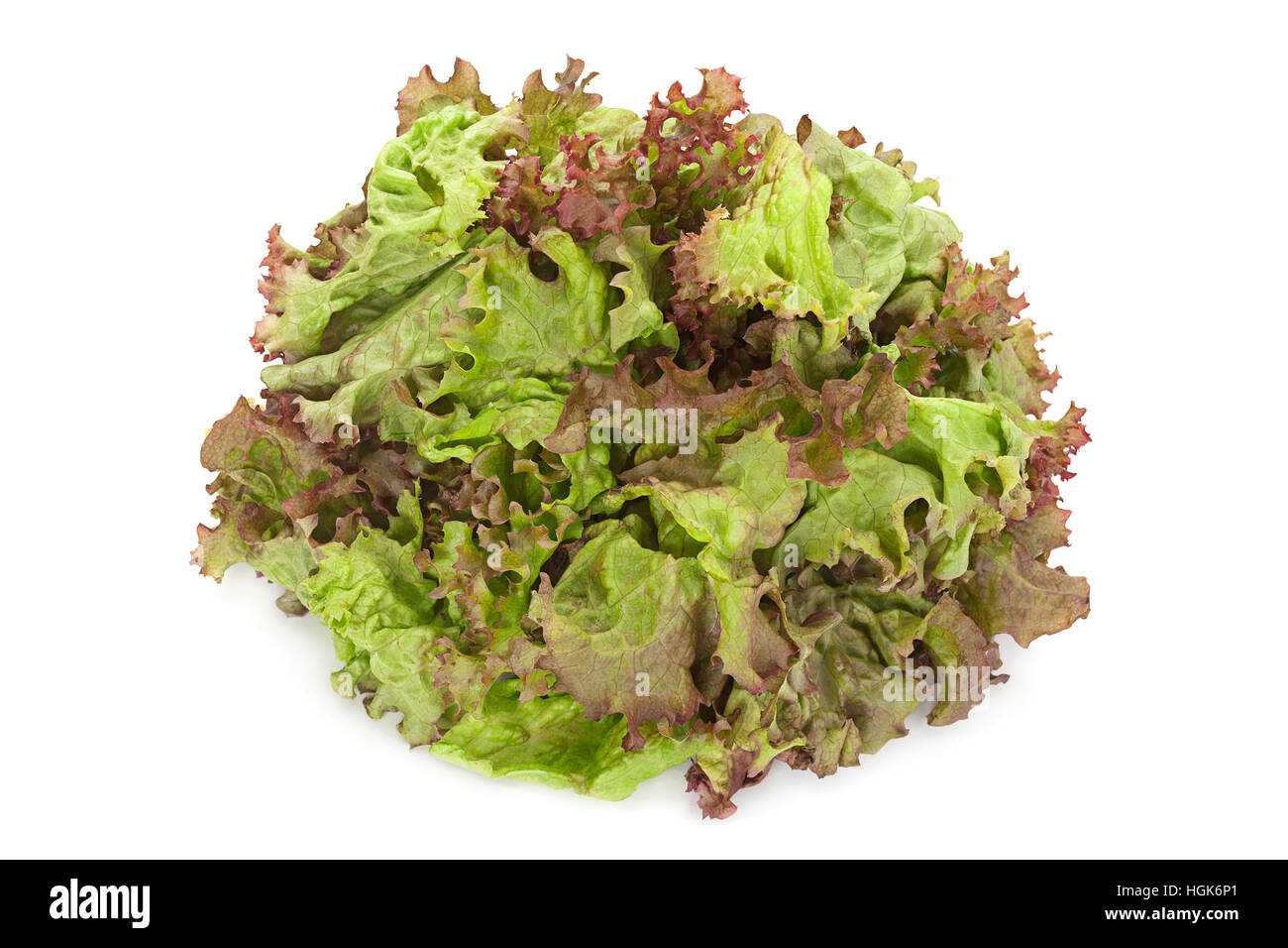 Lockige Salat Kraut Closeup isoliert auf weißem Hintergrund Stockfoto