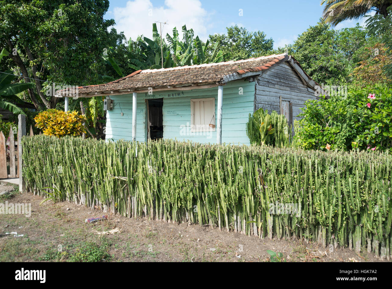 Kubanische Casa Cactus Hecke Stockfotografie - Alamy