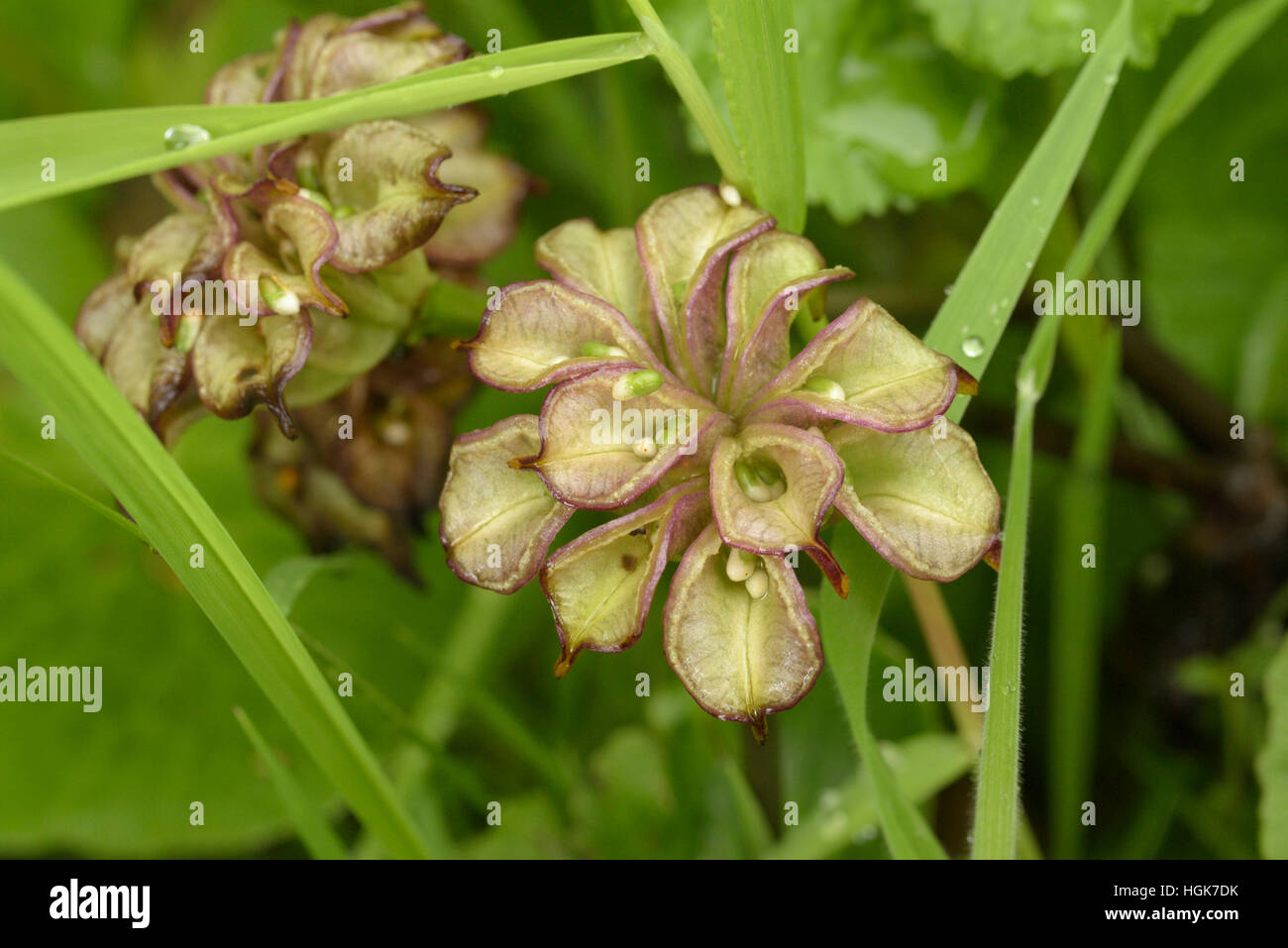 Marsh-Marigold, Caltha Palustris, Fruchtkörper "Kapseln" Stockfoto