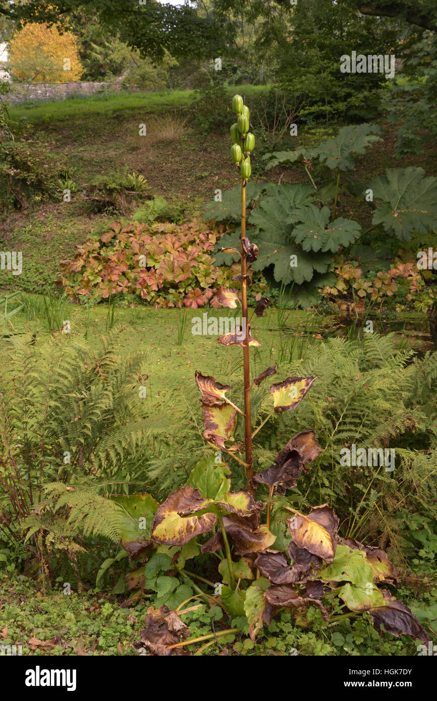 Cardiocrinum Giganteum, Früchte Stockfoto