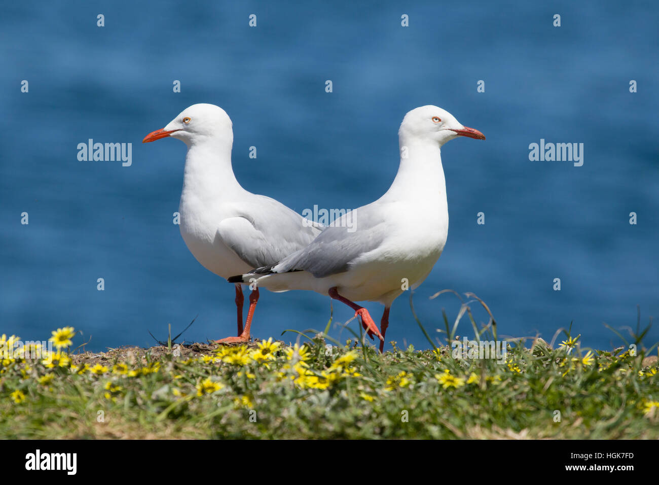 Silberne Möwe - paar Chroicocephalus Novaehollandiae Tasmanien-Australien-BI030364 Stockfoto