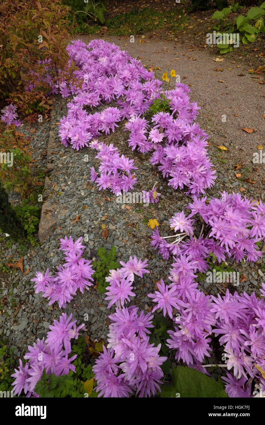 Colchicum Sorte "Seerose" Stockfoto