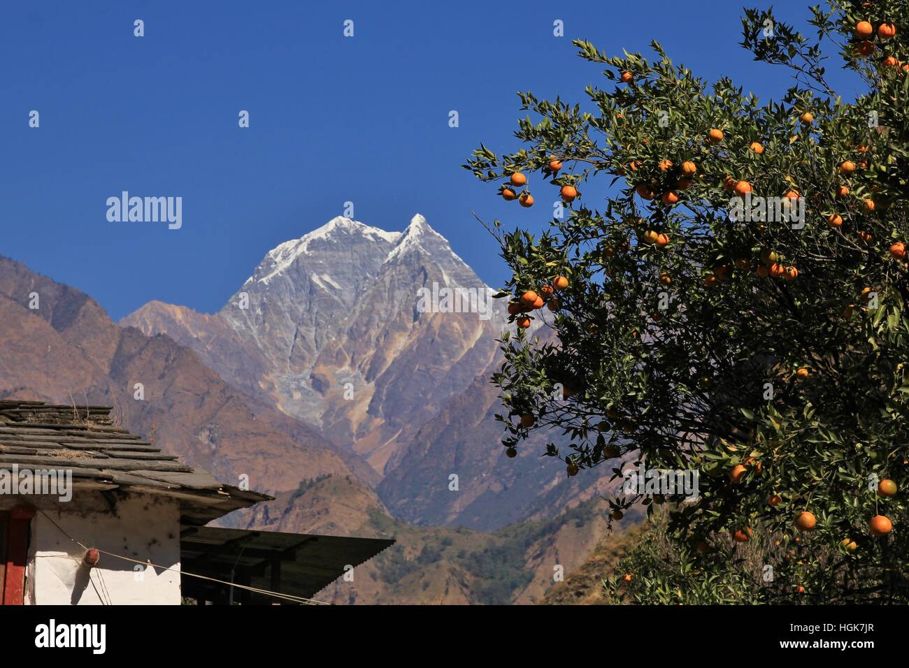 Szene in Tatopani, Annapurna Conservation Area, Nepal. Zweig mit Mandarinen. Fernsicht auf Mount Nilgiri. Stockfoto