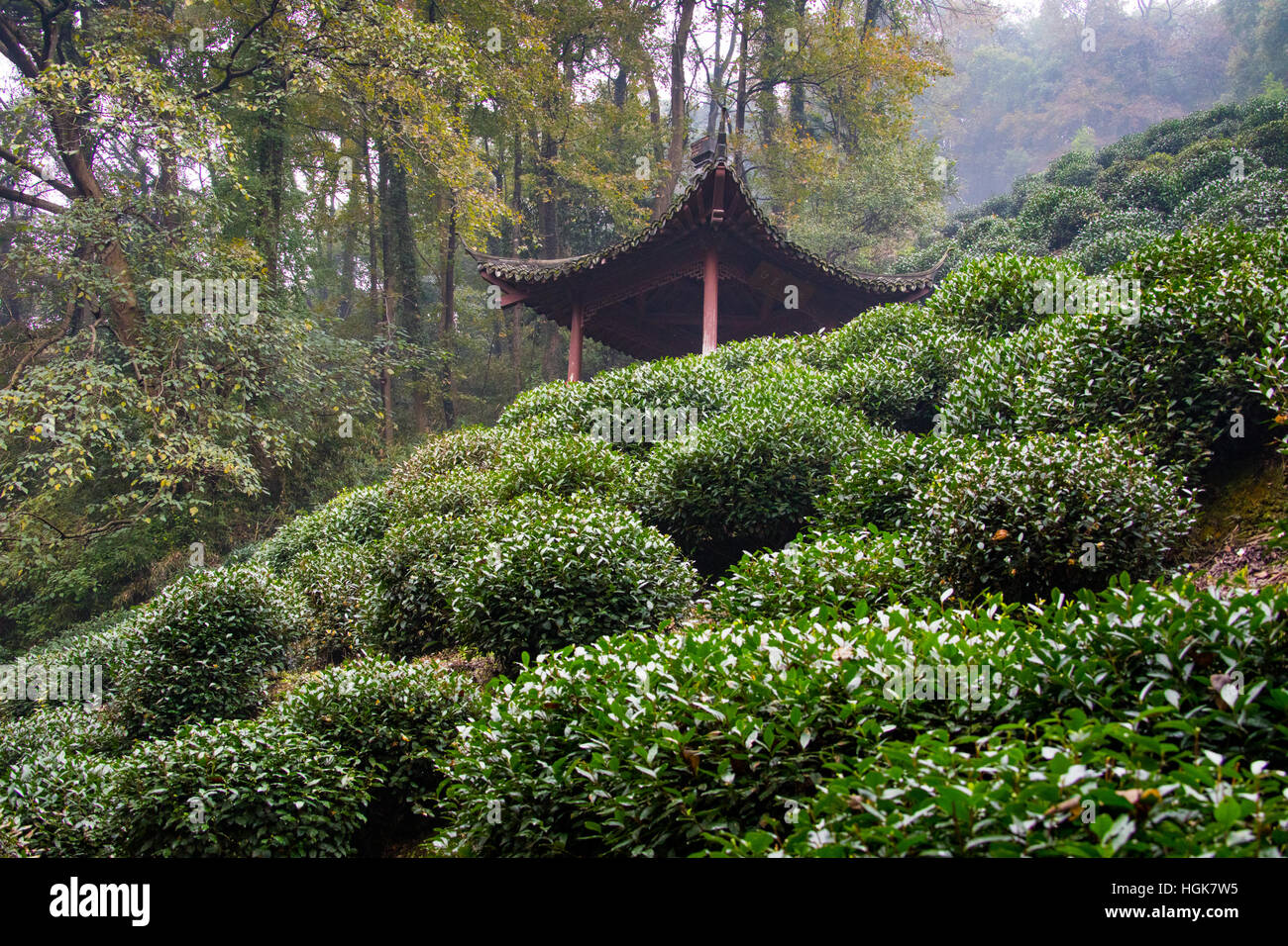 Longjing Tee Felder, Hangzhou, China Stockfoto