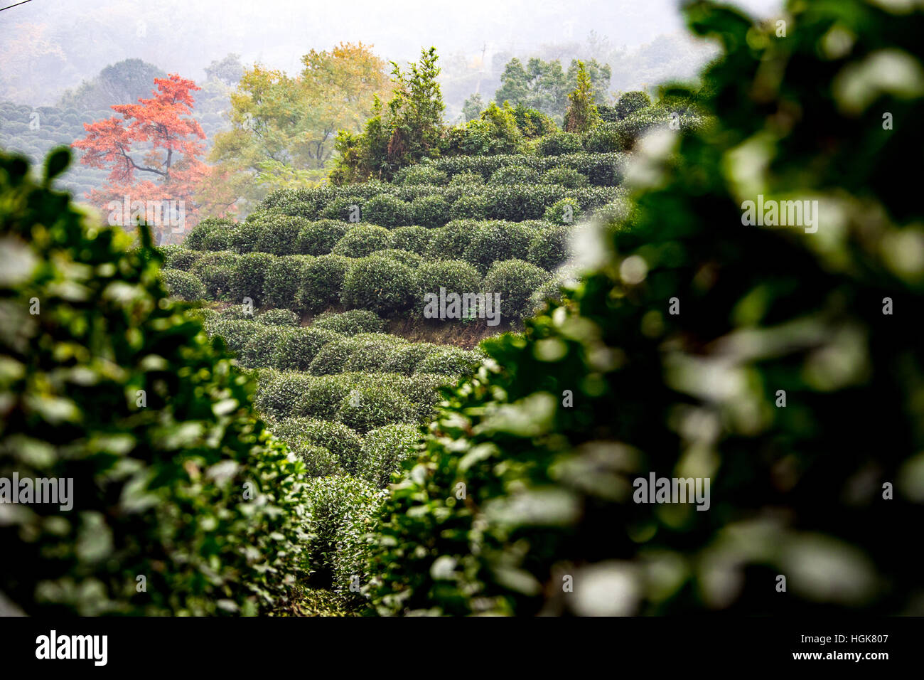 Longjing Tee Felder, Hangzhou, China Stockfoto