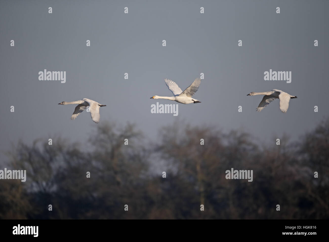 Bewicks Schwan, Cygnus Columbianus Bewickii, drei Vogel im Flug, Slimbridge, Gloucestershire, Januar 2017 Stockfoto Bewicks Schwan, Cygnus Columbianus Bewickii, drei Vogel im Flug, Slimbridge, Gloucestershire, Januar 2017 Stockfoto