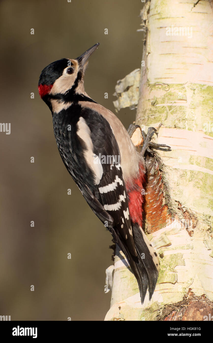 Great spotted Woodpecker, Dendrocopos große, einzelne Männchen auf Baum, Warwickshire, Dezember 2016 Stockfoto