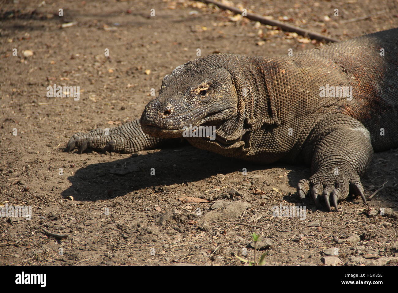 Comodo Island, Indonesien Stockfoto