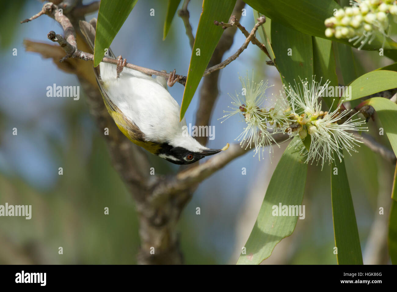 Weiße-throated Honigfresser Melithreptus Albogularis Kakadu National Park Northern Territory, Australien BI030583 Stockfoto