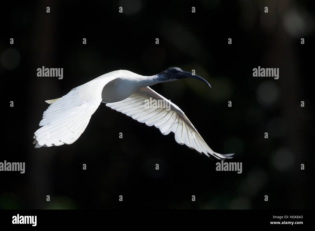 Australische weißer Ibis - im Flug Threskiornis Moluccus Cairns, Queensland, Australien BI030592 Stockfoto