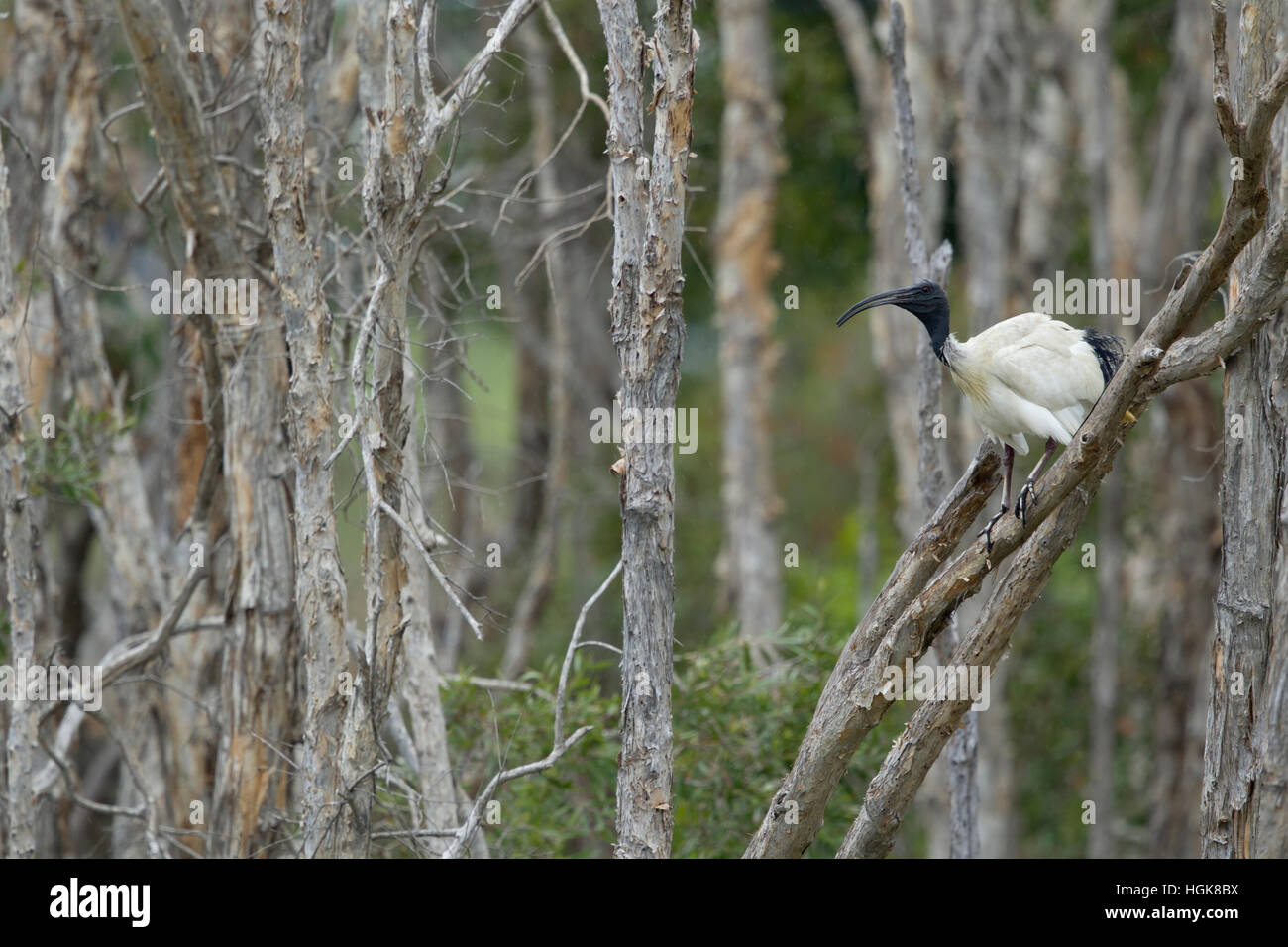 Australische weißer Ibis - Gründen auf Verschachtelung Threskiornis Moluccus Brisbane Queensland, Australien BI030594 Stockfoto