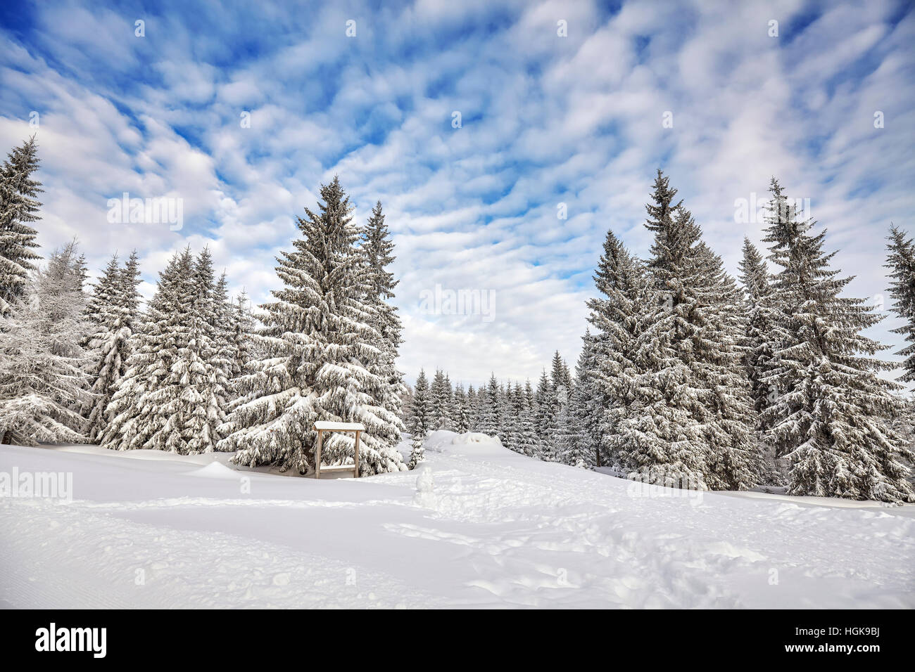 Winterlandschaft mit Schnee bedeckt Bäume. Stockfoto