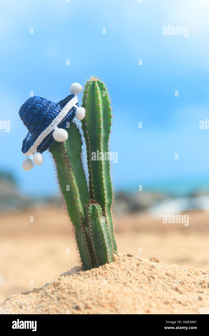 Kaktus Pflanze mit spanischen Sombrero am Strand Stockfoto