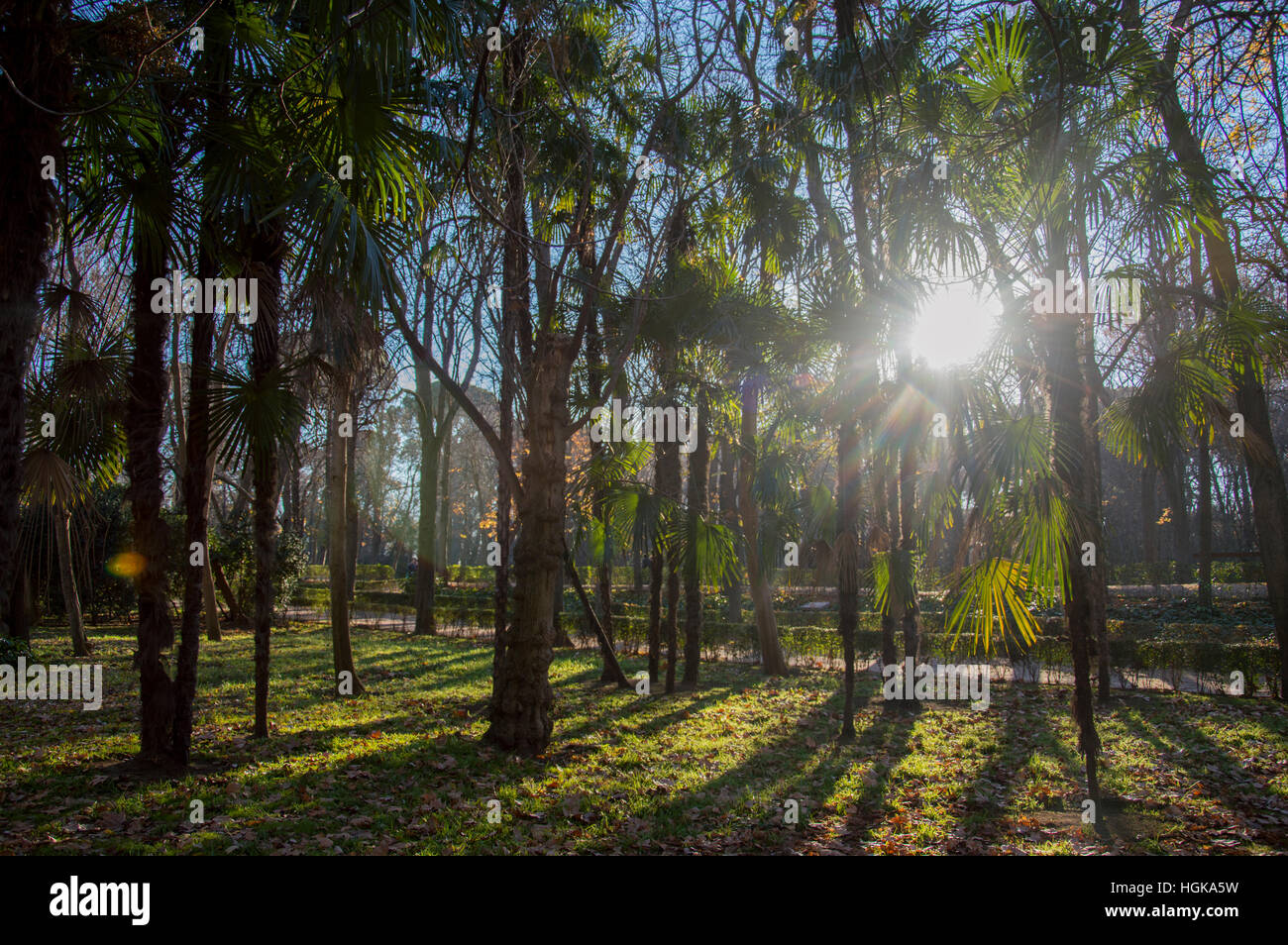 Mediterranen Palmen in Madrid Waldpark leichte Sommer Sonne Palm Leaf Rasen Sommer Stockfoto