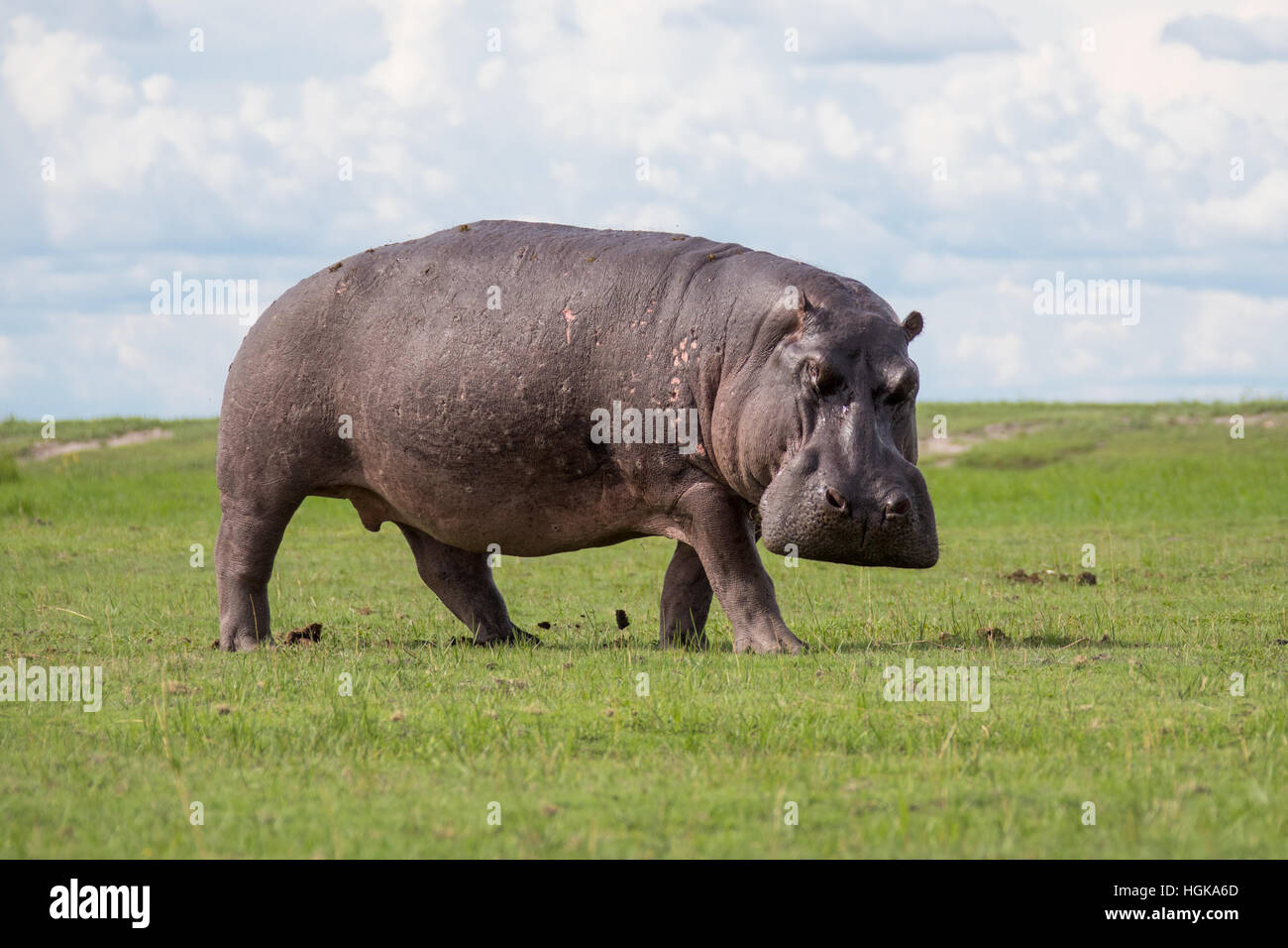 Nilpferd, Chobe Nationalpark, Botswana, Afrika Stockfoto