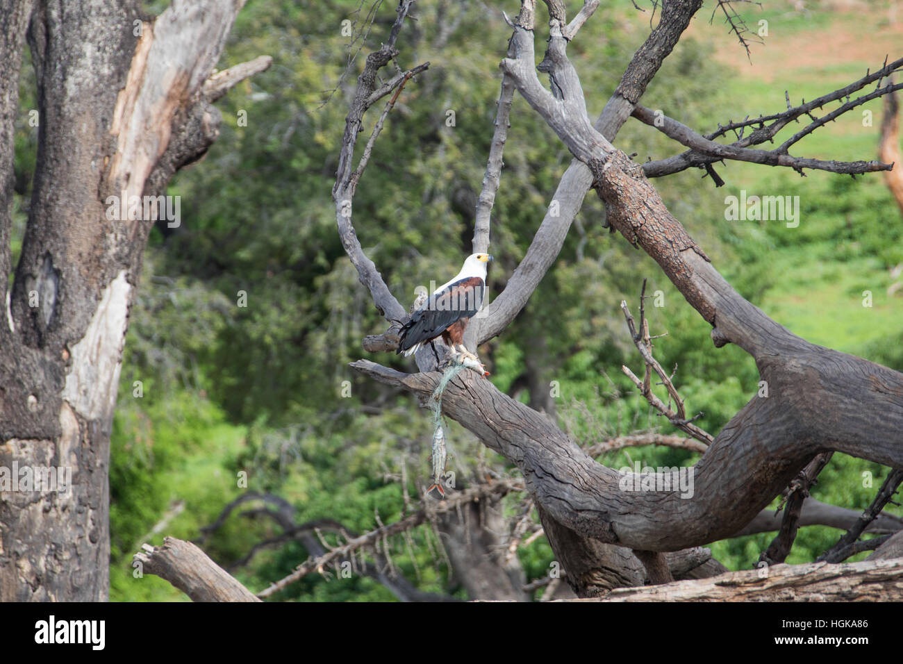 African Fish Eagle (Haliaeetus Vocifer), Chobe Nationalpark, Botswana, Afrika Stockfoto