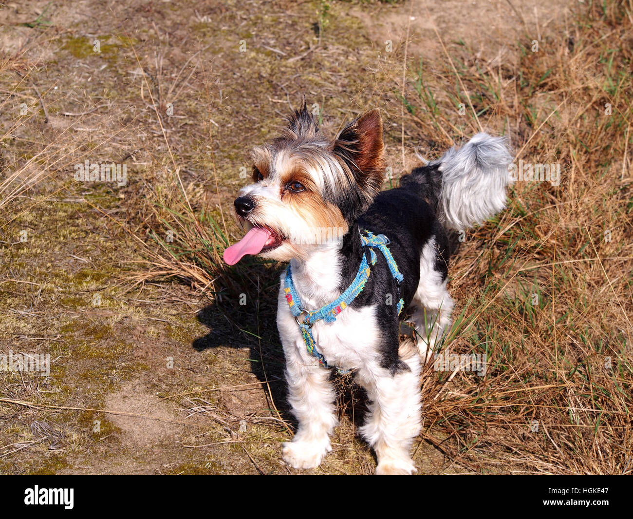 Biewer Yorkshireterrier Stockfoto