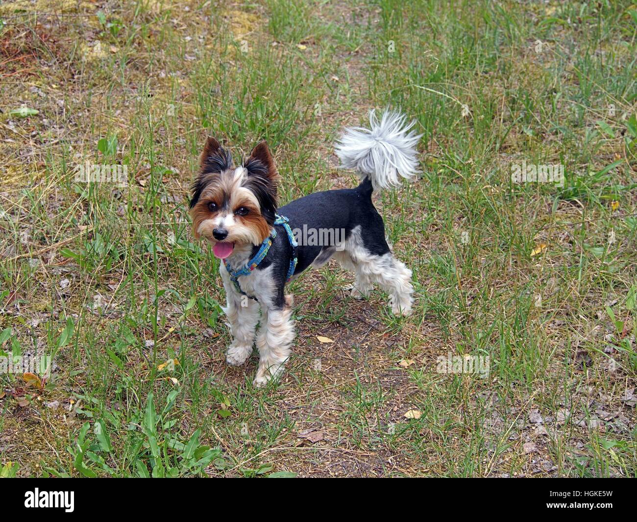 Biewer Yorkshireterrier Stockfoto