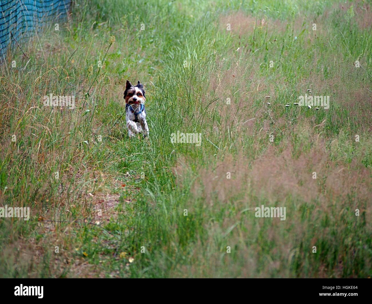 Biewer Yorkshireterrier Stockfoto