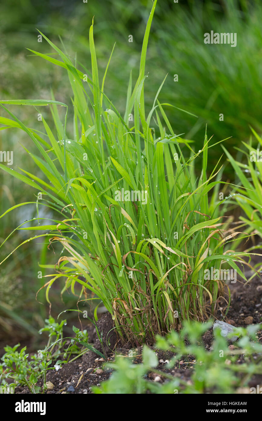 Hühnerhirse Echinochloa Crus-Galli, Cockspur Rasen, Scheunenhof-Hirse, japanische Hirse, Wasser, Rasen, gemeinsame Barnyard Grass, Le Panik des Marais, le Pie Stockfoto