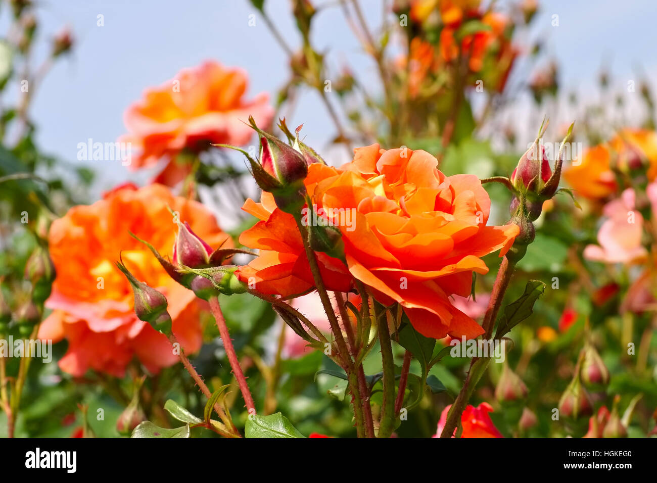 Rose Westerland - die rose Rose Westerland im Sommergarten Stockfoto