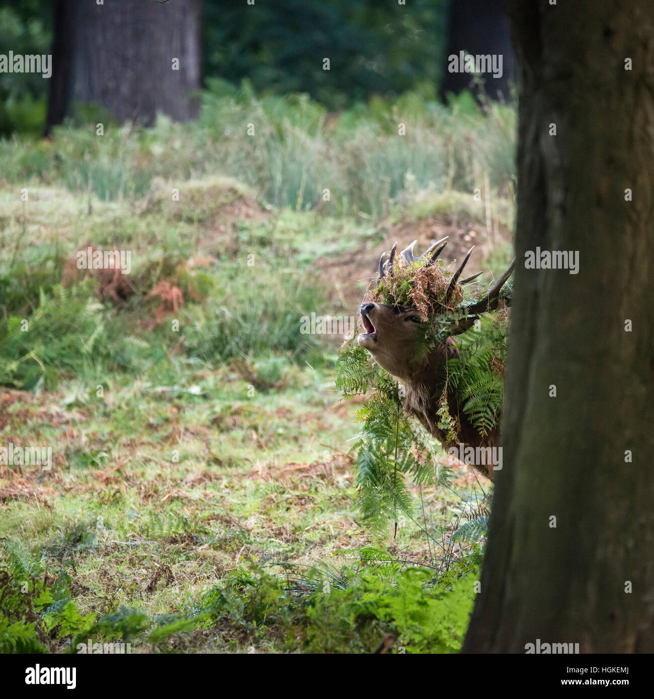 Majestätische Rotwild Hirsch Cervus Elaphus in Waldlandschaft während der Brunft Saison im Herbst Herbst Stockfoto