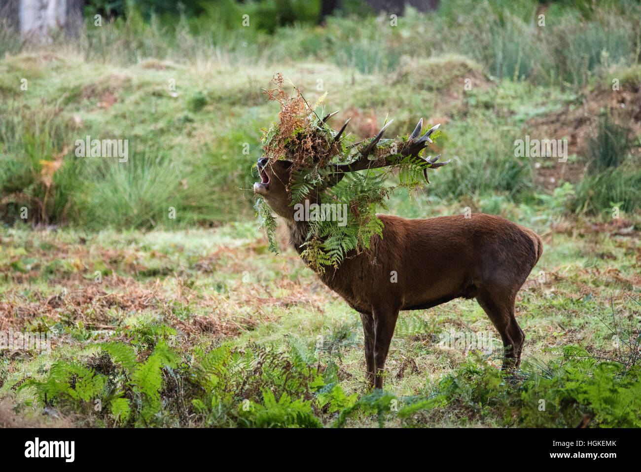 Majestätische Rotwild Hirsch Cervus Elaphus in Waldlandschaft während der Brunft Saison im Herbst Herbst Stockfoto