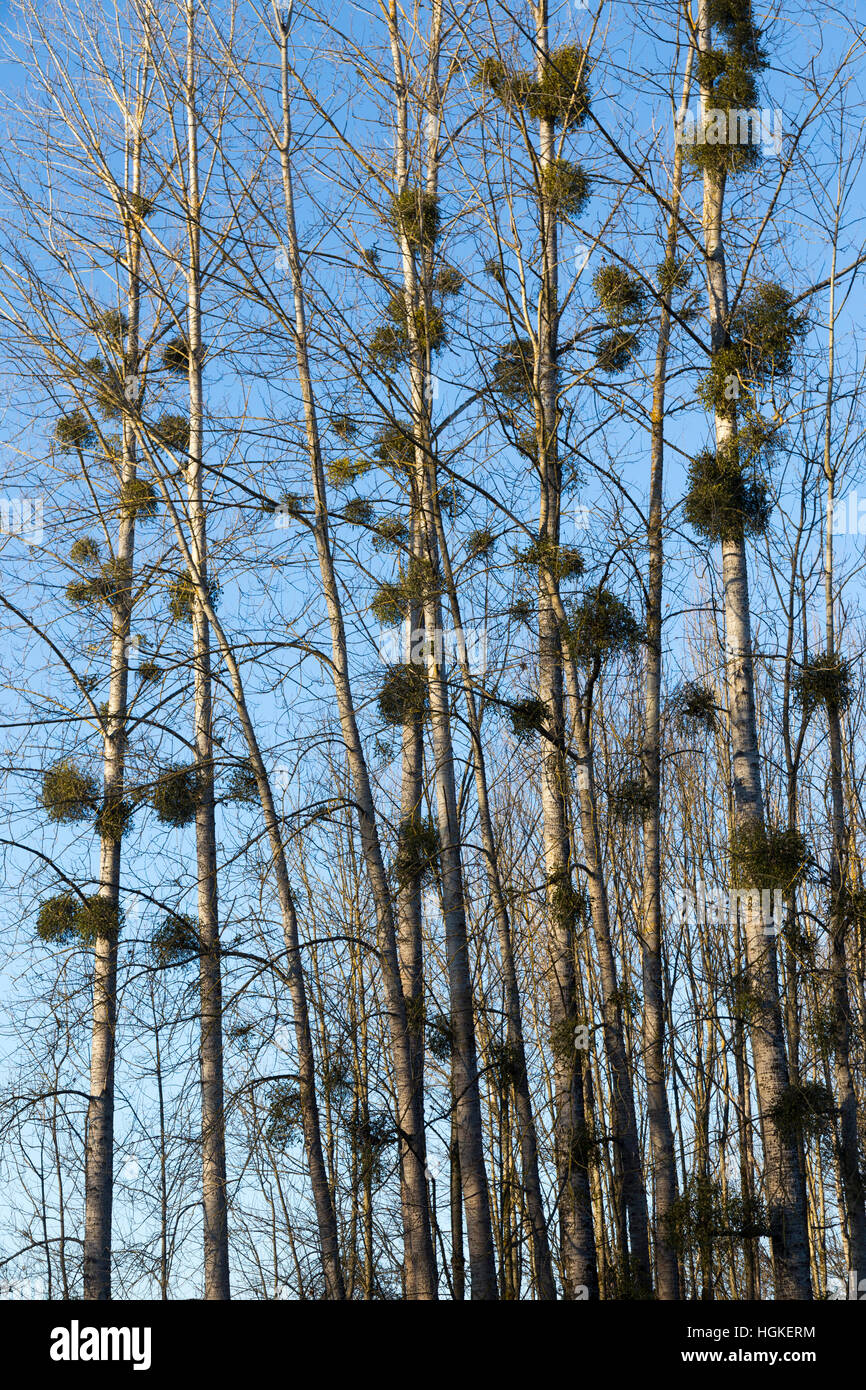 Parasitäre Mistel wächst am Baum / Bäume in Holz / Holz / Wald / Natur / Wald. Savoie / Savoy & Ain Frankreich Stockfoto