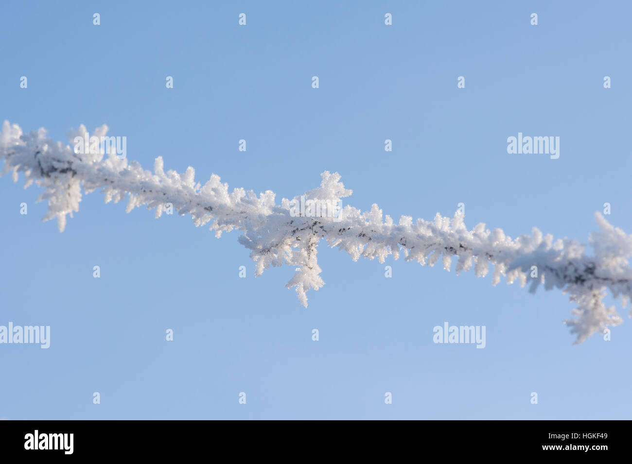 Raureif auf Stacheldraht vor blauem Himmel Stockfoto