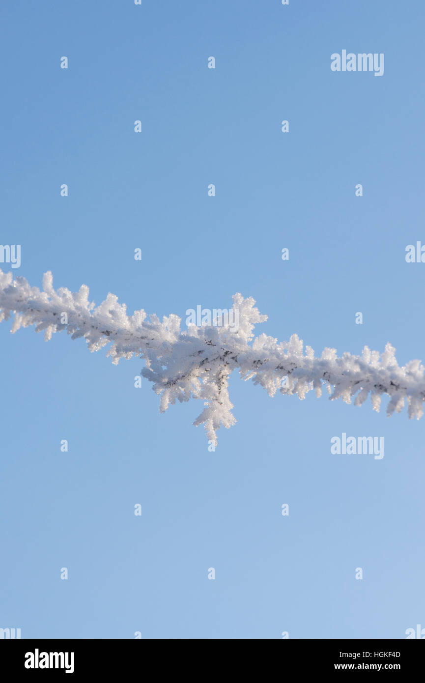 Raureif auf Stacheldraht vor blauem Himmel Stockfoto