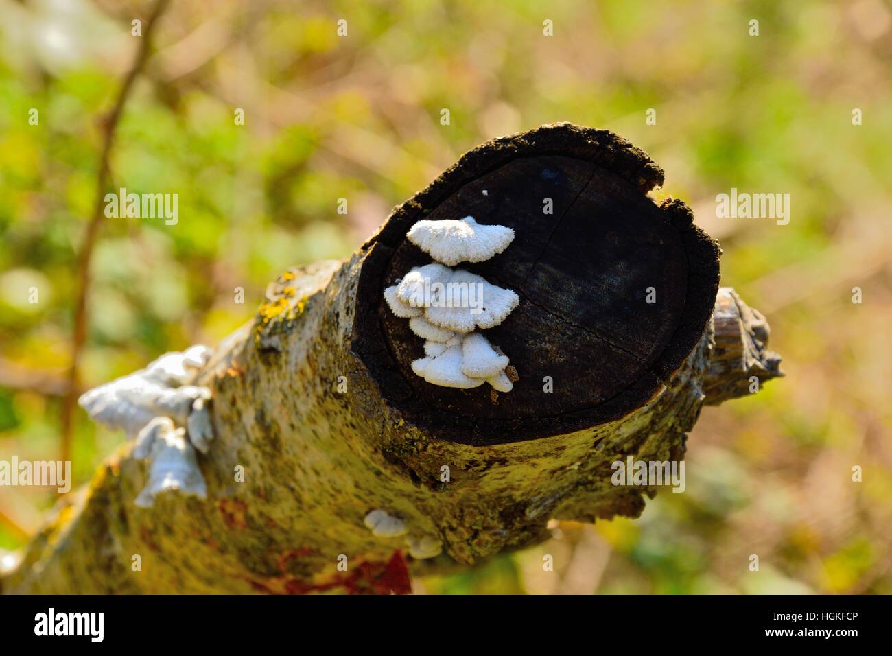 Einige Pilze wächst an einem Baum gebrochen Stockfoto