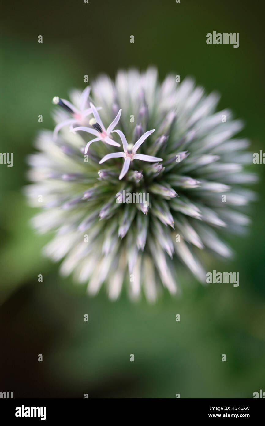 Echinops Ritro Globe Thistle, Trollblume - Sprache der Blumen "Adel des Zeichens" Jane Ann Butler Fotografie JABP1775 Stockfoto