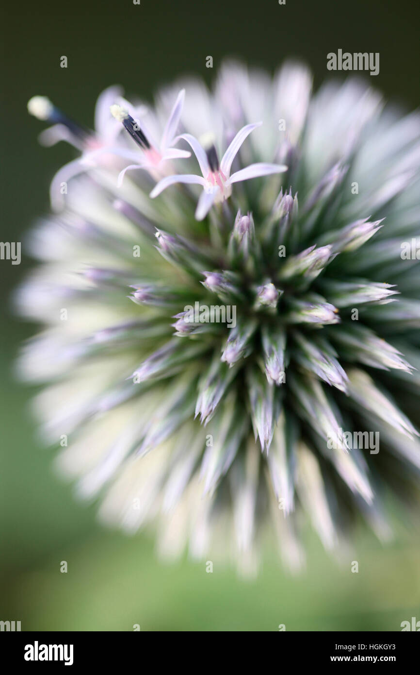 Echinops Ritro Globe Thistle, Trollblume - Sprache der Blumen "Adel des Zeichens" Jane Ann Butler Fotografie JABP1774 Stockfoto