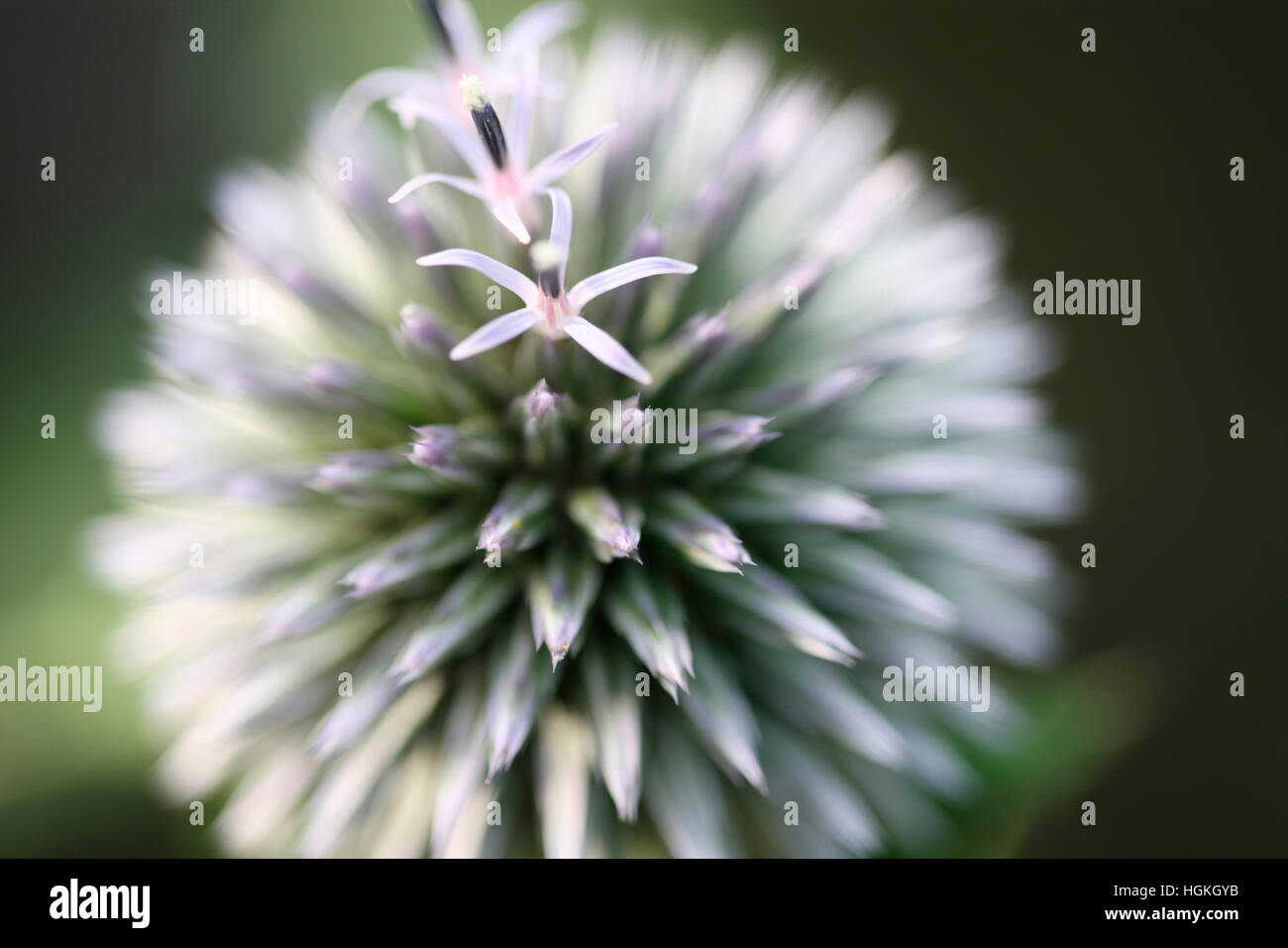 Echinops Ritro Globe Thistle, Trollblume - Sprache der Blumen "Adel des Zeichens" Jane Ann Butler Fotografie JABP1773 Stockfoto