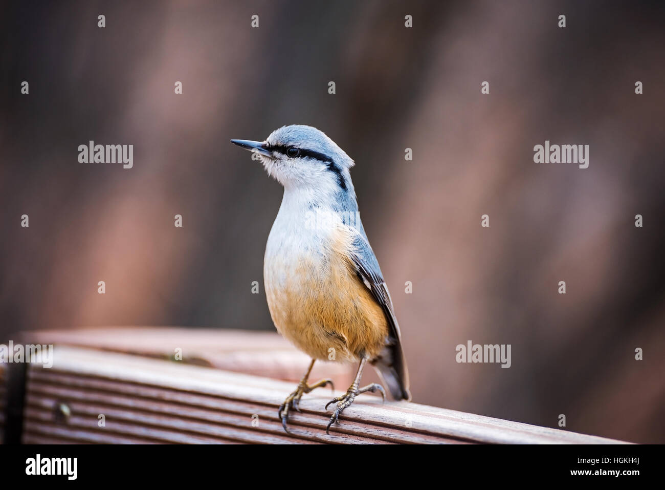 niedlichen Vogel sitzend auf einem Zaun im Wald Stockfoto